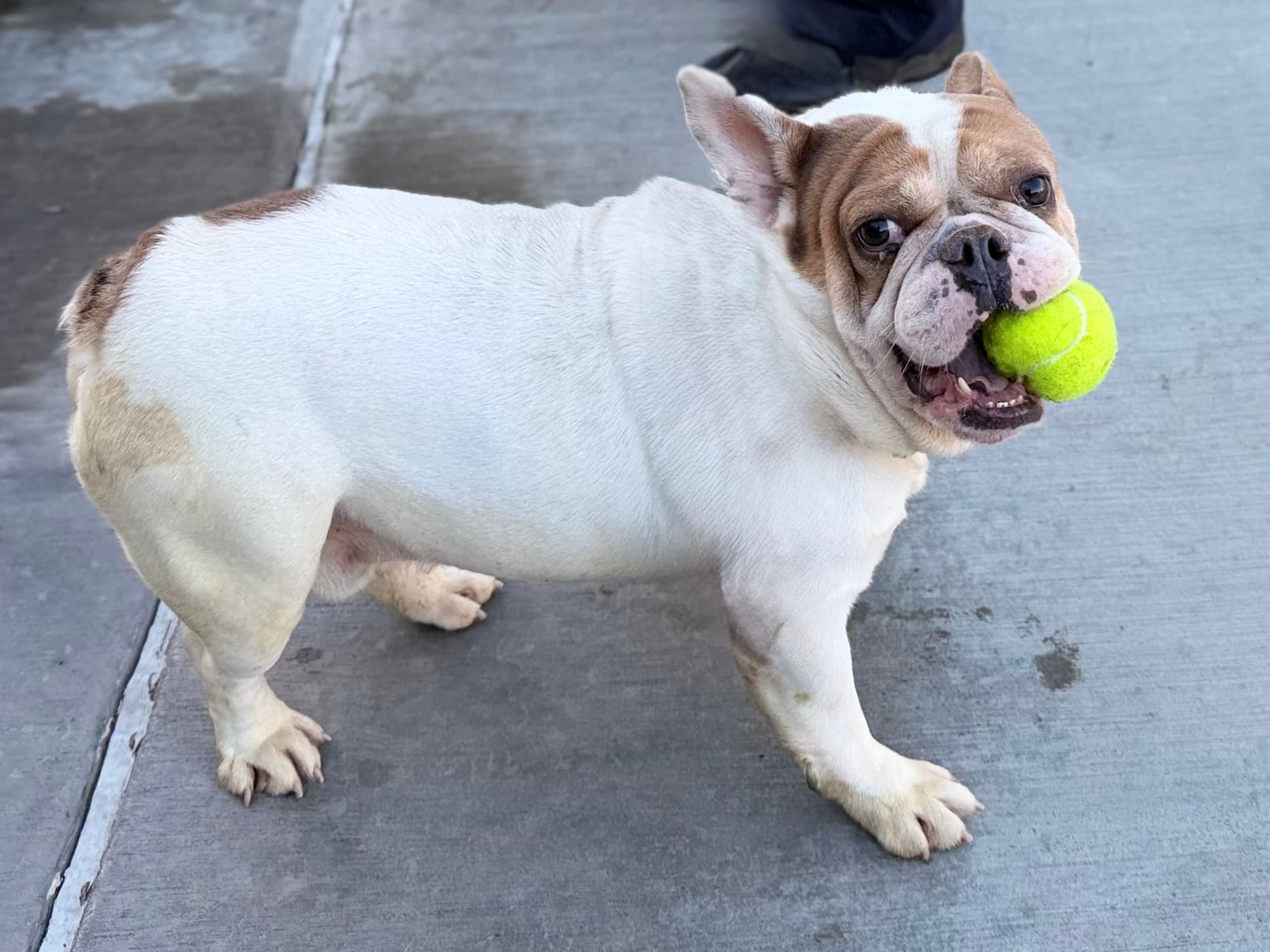 Patsy, a English Bulldog, available for adoption