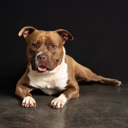Gino6, a Pit Bull Terrier, available for adoption