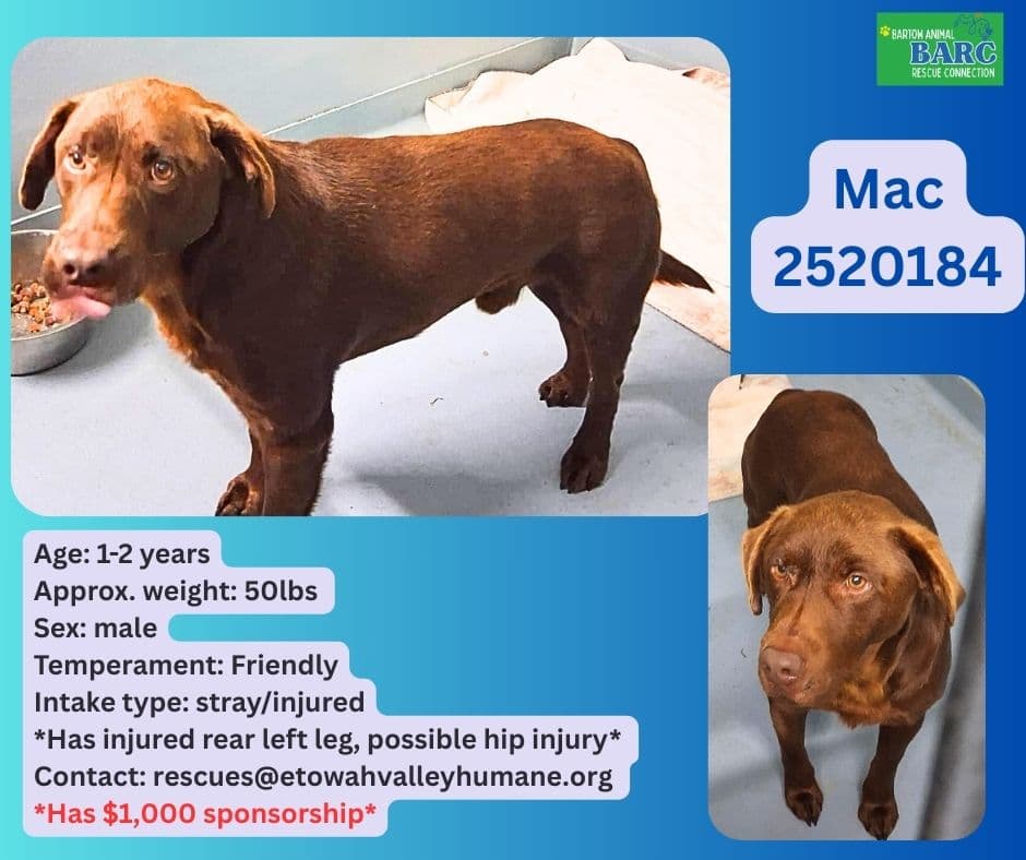 Mac, a Labrador Retriever, available for adoption