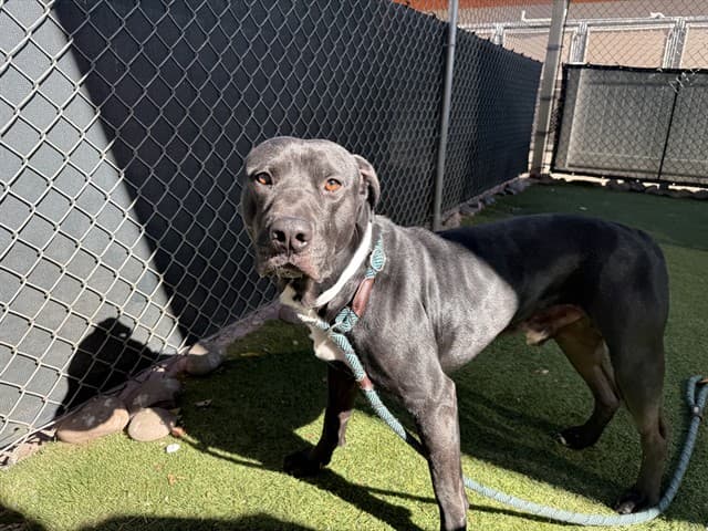 Romeo, a Pit Bull Terrier (mix breed), available for adoption