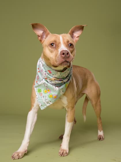 Mama Girl, a Terrier, available for adoption