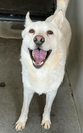 Luke, a Siberian Husky (mix breed), available for adoption