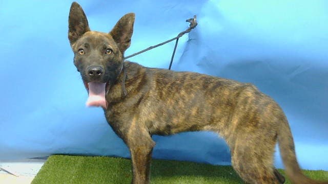 Coco, a German Shepherd, available for adoption