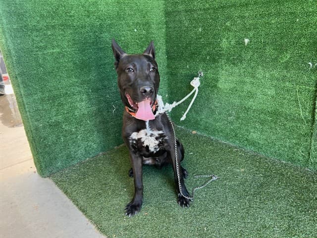 Greesy, a Belgian Shepherd Malinois, available for adoption