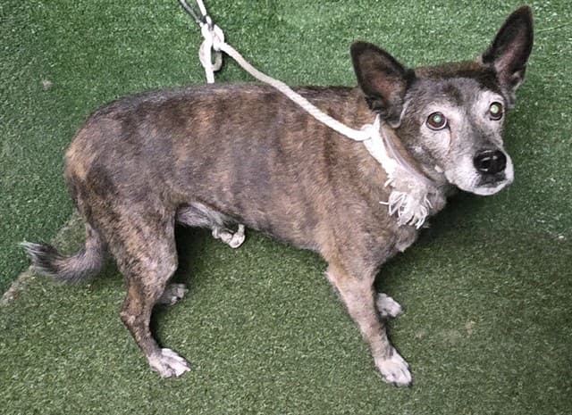 Bentley, a Terrier, available for adoption