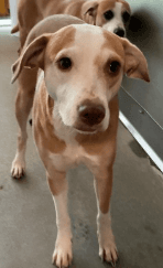 Sadie, a Pit Bull Terrier (mix breed), available for adoption