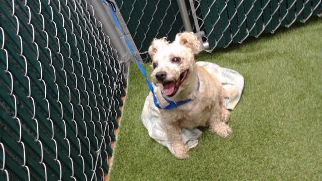 Paco, a Poodle, available for adoption