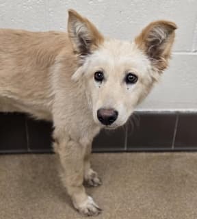 Jess, a Shepherd (mix breed), available for adoption