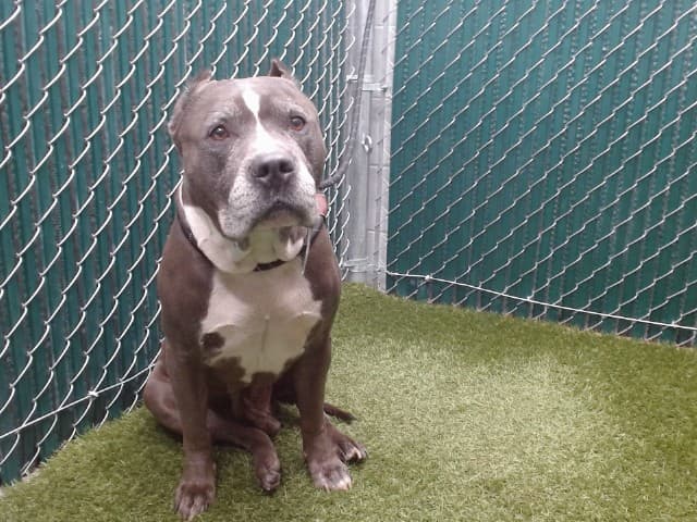Linus, a Pit Bull Terrier, available for adoption