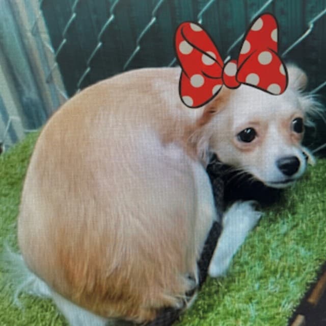 Minnie, a Chihuahua, available for adoption
