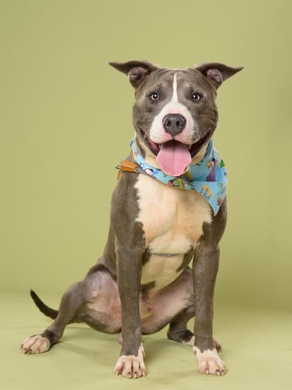 Link, a Terrier, available for adoption