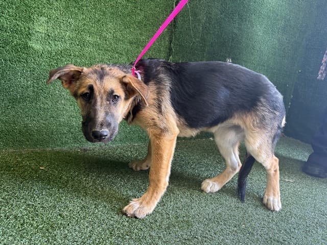 Ursula, a German Shepherd, available for adoption