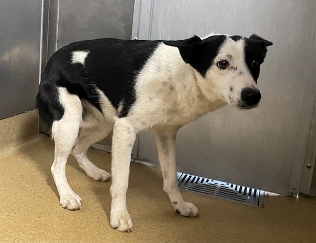 Quincy, a Border Collie, available for adoption