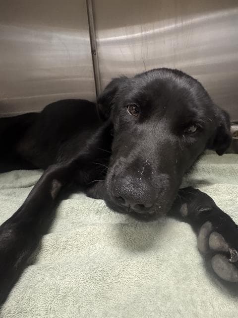 Koopa, a Labrador Retriever (mix breed), available for adoption
