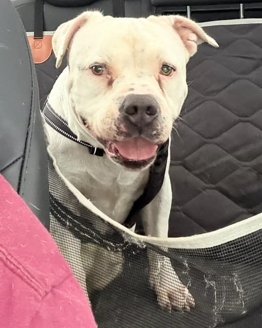 Pearl, a Pit Bull Terrier, available for adoption