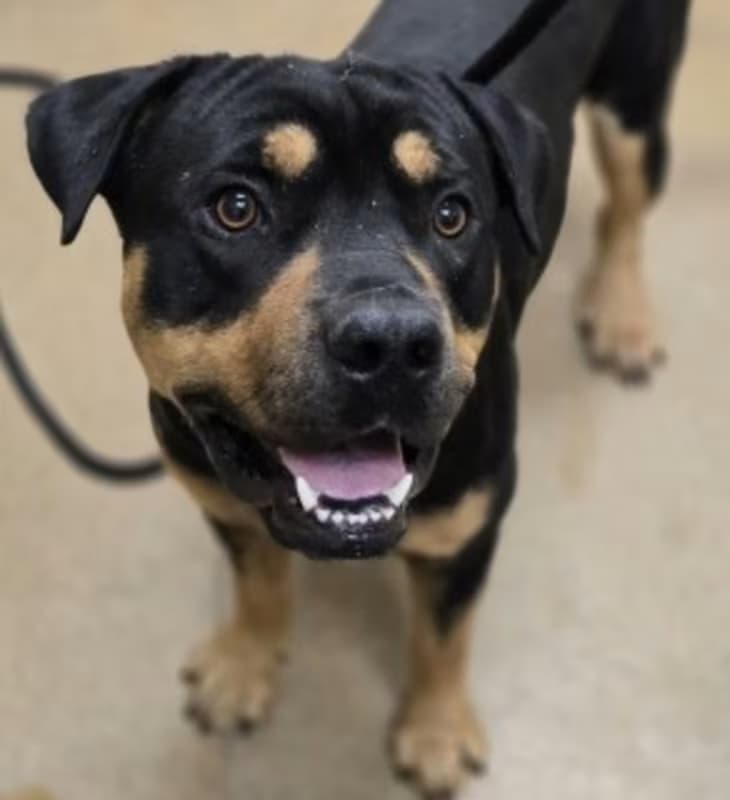 Tigre, a Rottweiler (mix breed), available for adoption