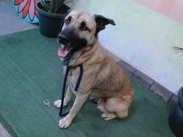Lobo, a German Shepherd, available for adoption