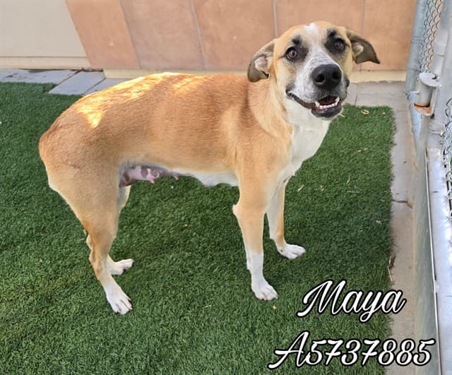 Maya, a Siberian Husky, available for adoption