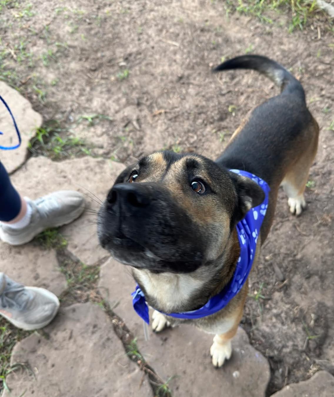 Cash, a German Shepherd, available for adoption