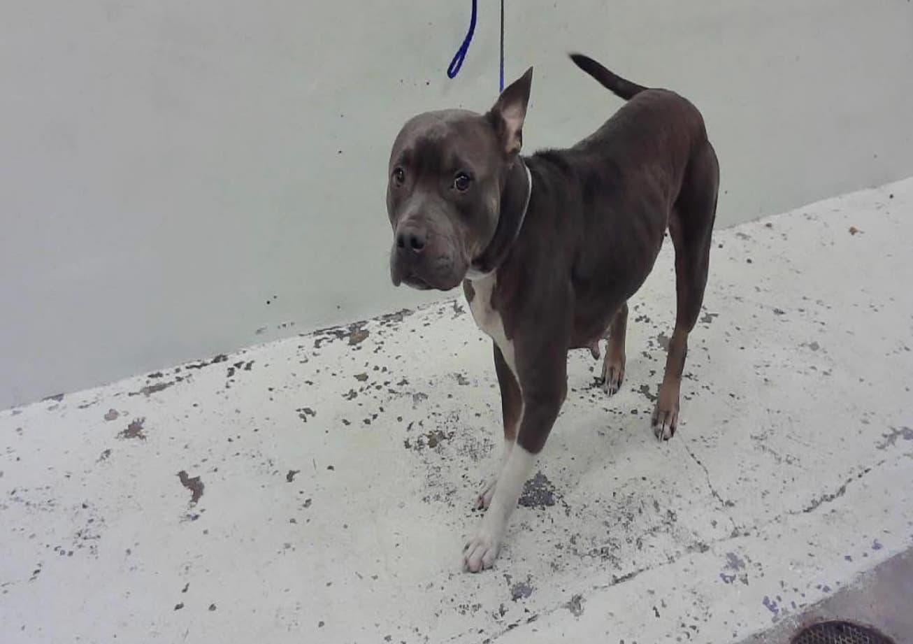 Cherry, a American Staffordshire Terrier, available for adoption