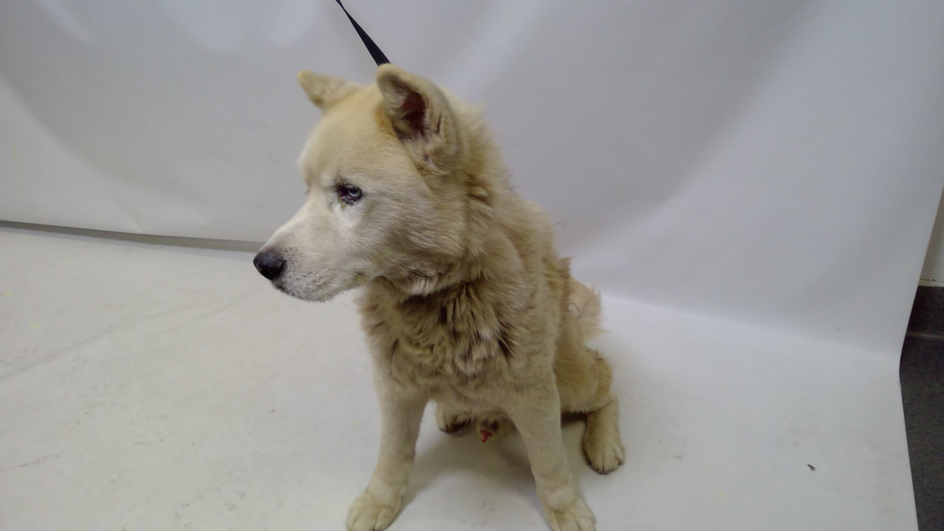 Ghost, a Alaskan Malamute, available for adoption