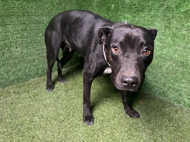 Bunny, a Pit Bull Terrier, available for adoption