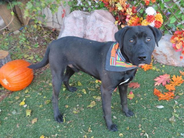 Wishbone, a Labrador Retriever, available for adoption
