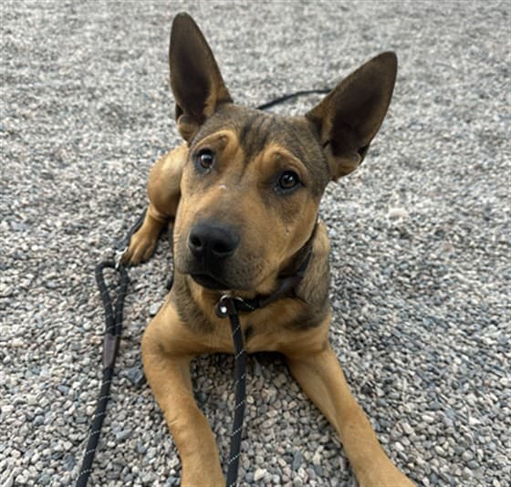 Crash, a German Shepherd, available for adoption