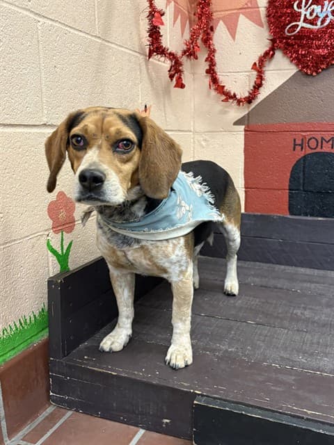 Arnold, a Beagle, available for adoption