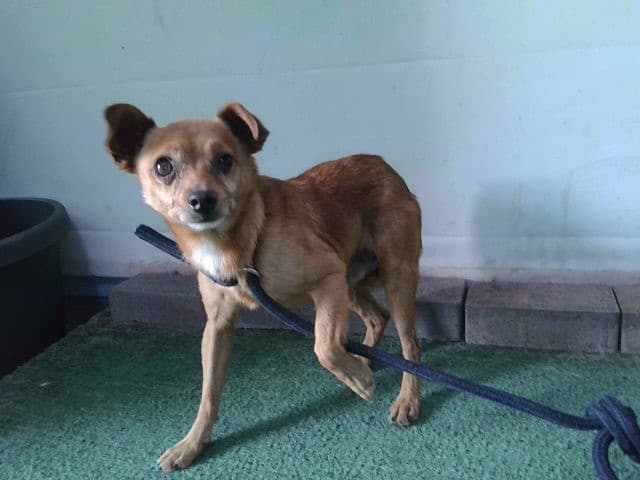 Canelo, a Chihuahua, available for adoption