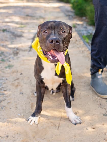 Chauncey, a Pit Bull Terrier, available for adoption