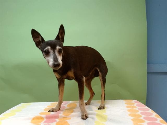 A5738249, a Miniature Pinscher, available for adoption