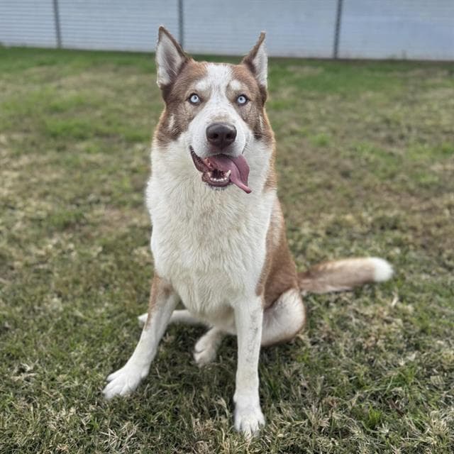 Chevy, a Siberian Husky, available for adoption