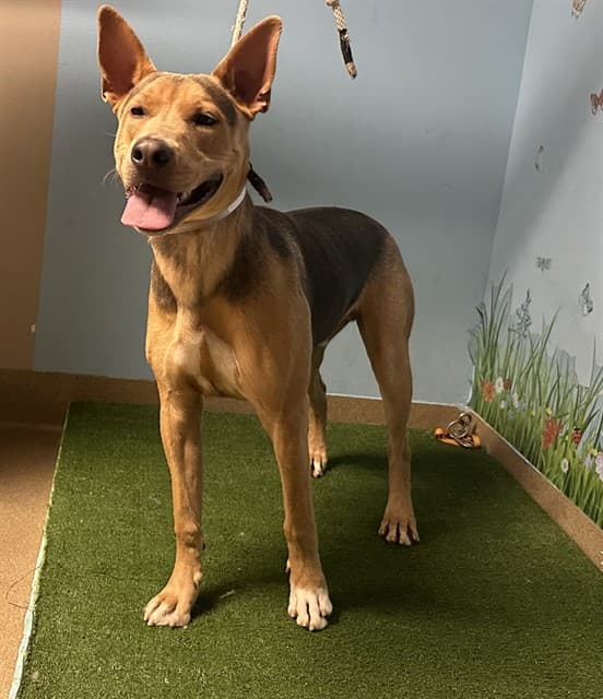 Sir Wigglez, a Doberman Pinscher, available for adoption