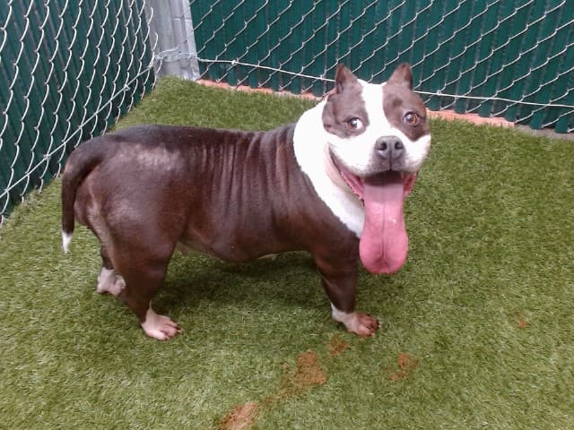 Bonnie, a American Bulldog, available for adoption