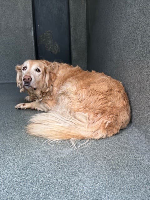 Betsie, a Golden Retriever, available for adoption