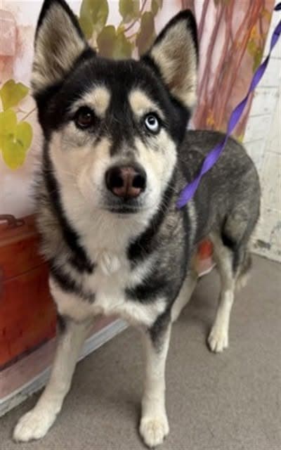 Poppy, a Siberian Husky, available for adoption