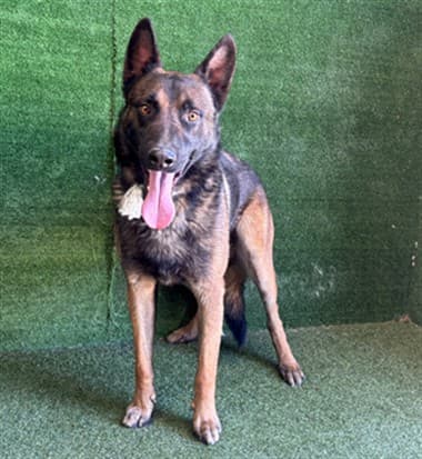 King, a German Shepherd, available for adoption