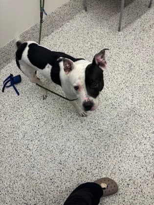 Nugget, a Terrier, available for adoption
