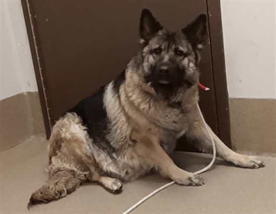 Birdie, a German Shepherd, available for adoption