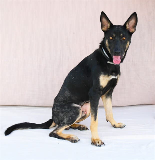 Calvin, a German Shepherd, available for adoption