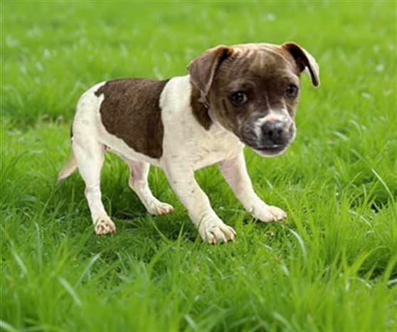 Margot, a American Bulldog, available for adoption