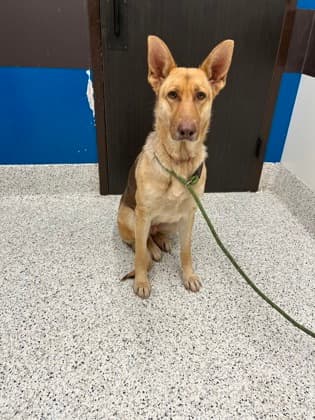 Billie, a German Shepherd, available for adoption
