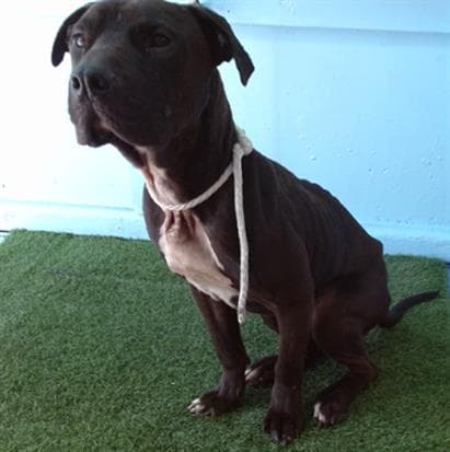 Gumball, a Pit Bull Terrier, available for adoption