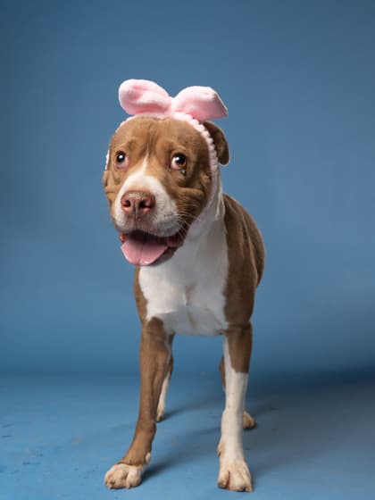 Liz, a Terrier, available for adoption