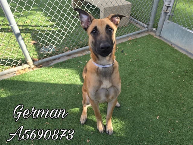 German, a German Shepherd, available for adoption