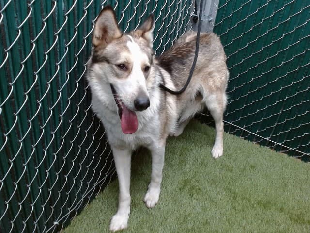 Rocky, a Siberian Husky, available for adoption