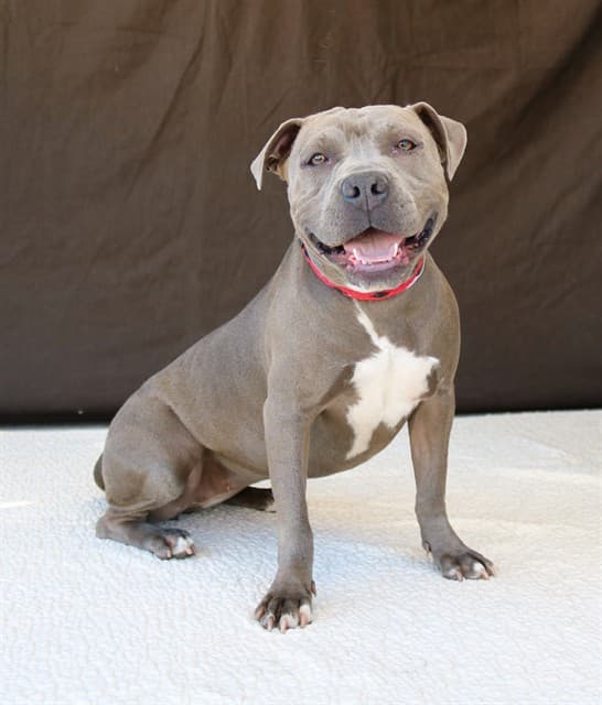 Shelby, a Pit Bull Terrier, available for adoption