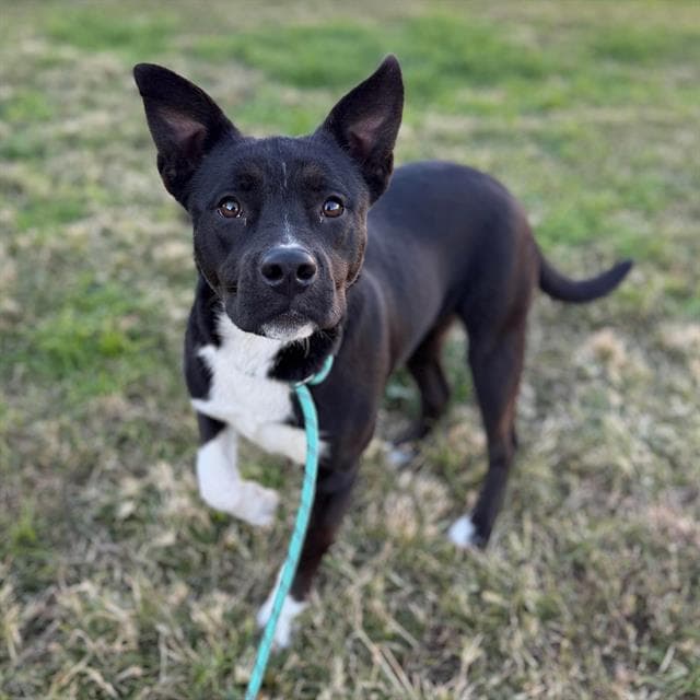 Scout, a Staffordshire Bull Terrier, available for adoption