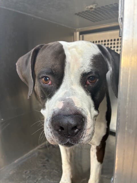 Pirate, a Pit Bull Terrier (mix breed), available for adoption